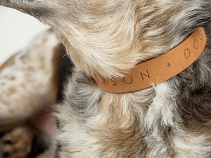 Signature Dog Collar