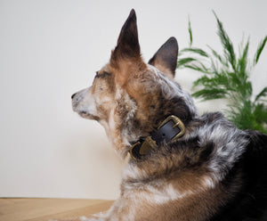 Western Dog Collar